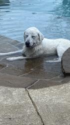 Reunited Female Dog last seen Stevenson Levy and Drury cross Road and, Burleson, TX 76028