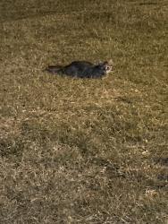 Found/Stray Unknown Cat last seen Wadsworth Ct neighborhood, Annandale, VA 22003