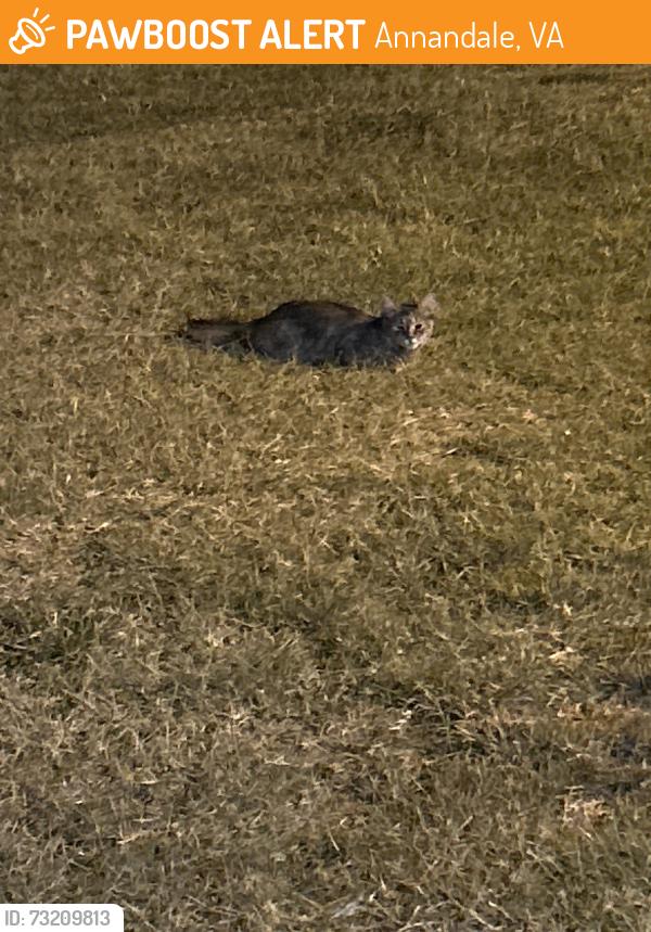 Found/Stray Unknown Cat last seen Wadsworth Ct neighborhood, Annandale, VA 22003