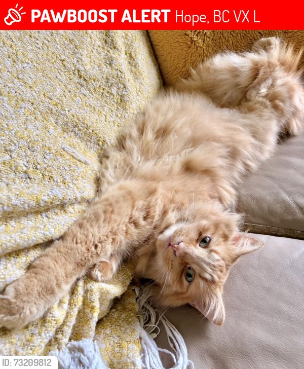 Lost Male Cat last seen Park street and 3rd Ave, Hope, BC V0X 1L0