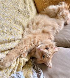Lost Male Cat last seen Park street and 3rd Ave, Hope, BC V0X 1L0