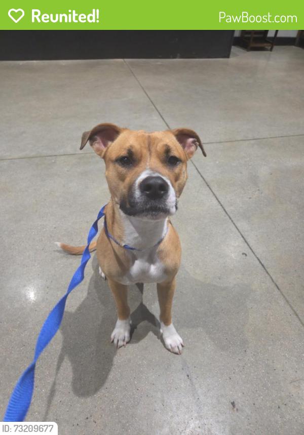 Reunited Female Dog last seen Near W Alabama St, Houston, TX 77006, USA, Houston, TX 77006