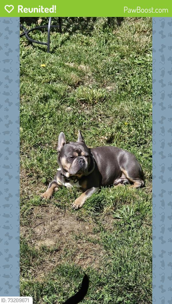 Reunited Male Dog last seen 19th and Lexington., Portland, OR 97202