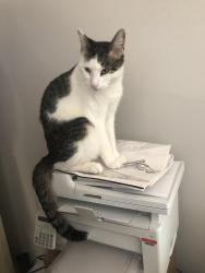 Lost Male Cat last seen 45th Avenue and Vineyard, Phoenix, AZ 85339
