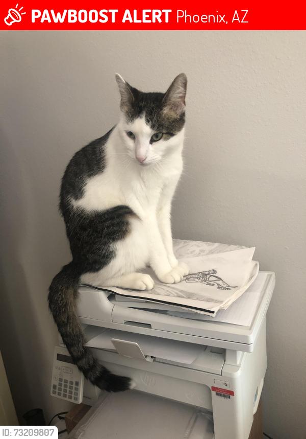 Lost Male Cat last seen 45th Avenue and Vineyard, Phoenix, AZ 85339