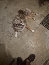 Found/Stray Female Dog last seen Rice Canyon, San Diego County, CA 92028
