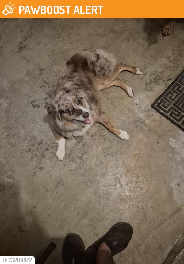 Found/Stray Female Dog last seen Rice Canyon, San Diego County, CA 92028