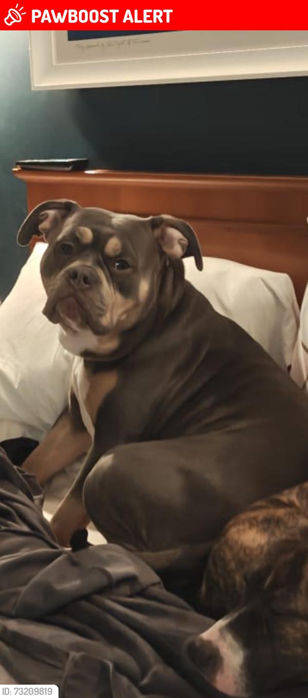 Lost Female Dog last seen Toby carvery, Langley, England SL3 8PS