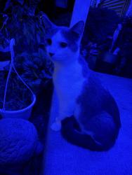 Found/Stray Male Cat last seen Oldham and Fender in Lisle, Lisle, IL 60532