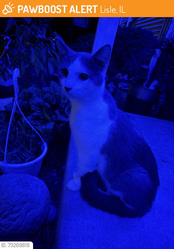 Found/Stray Male Cat last seen Oldham and Fender in Lisle, Lisle, IL 60532