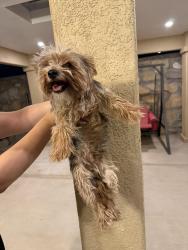 Found/Stray Male Dog last seen Foothills, Las Cruces, NM 88011