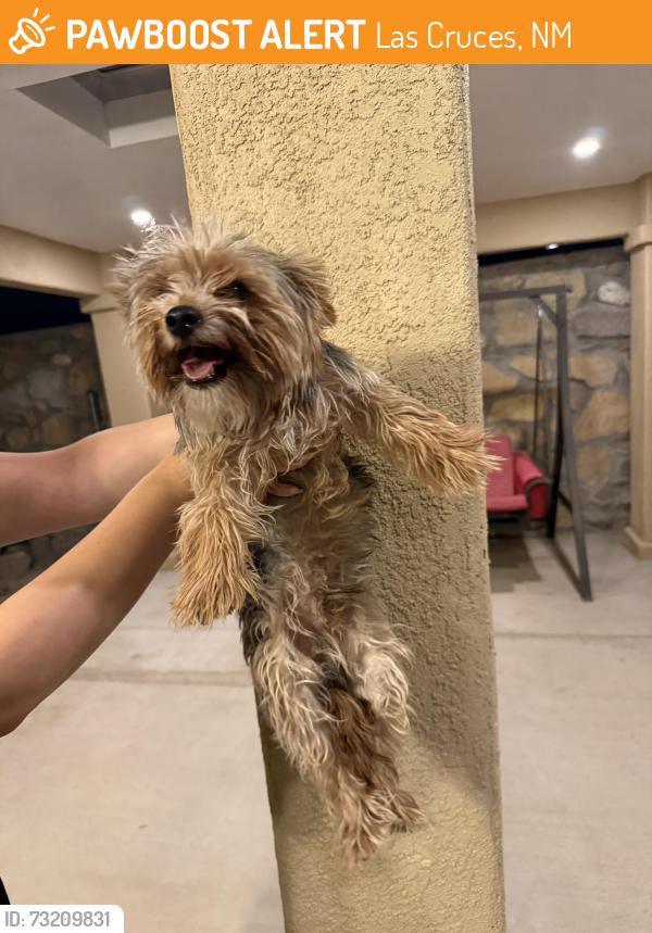 Found/Stray Male Dog last seen Foothills, Las Cruces, NM 88011