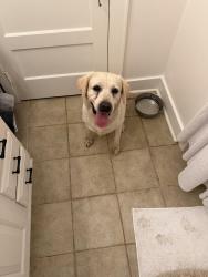 Reunited Female Dog last seen Monroe Street, Columbia, SC 29205