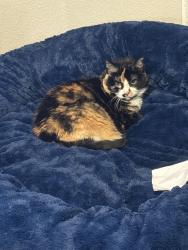 Lost Female Cat last seen Hillrich and Brock, Anna, TX 75409