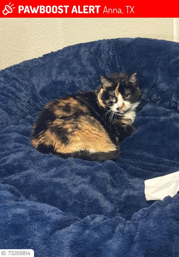 Lost Female Cat last seen Hillrich and Brock, Anna, TX 75409