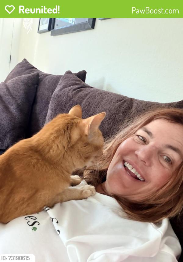 Reunited Male Cat last seen Riley st, Folsom, CA 95630