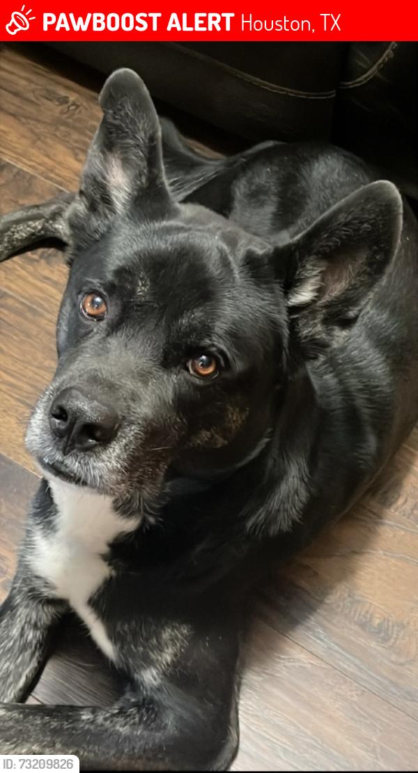 Lost Male Dog last seen Lawndale, Houston, TX 77023