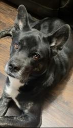 Lost Male Dog last seen Lawndale, Houston, TX 77023