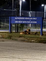 Lost Unknown Dog last seen W 59th and walworth, Cleveland, OH 44102