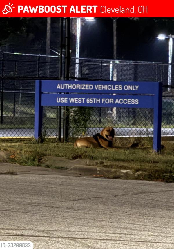 Lost Unknown Dog last seen W 59th and walworth, Cleveland, OH 44102