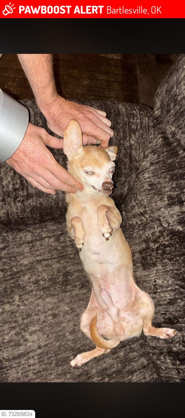 Lost Male Dog last seen Near Cass ave Bartlesville Oklahoma, Bartlesville, OK 74003