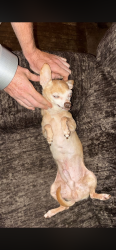 Lost Male Dog last seen Near Cass ave Bartlesville Oklahoma, Bartlesville, OK 74003