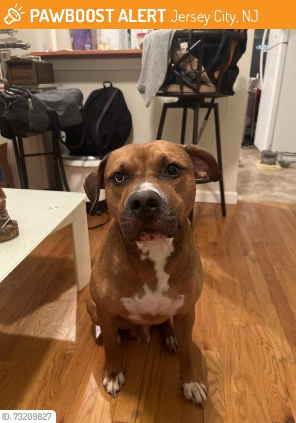 Found/Stray Male Dog last seen Near Kensington ave jersey city NJ 07305, Jersey City, NJ 07304
