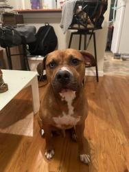 Found/Stray Male Dog last seen Near Kensington ave jersey city NJ 07305, Jersey City, NJ 07304
