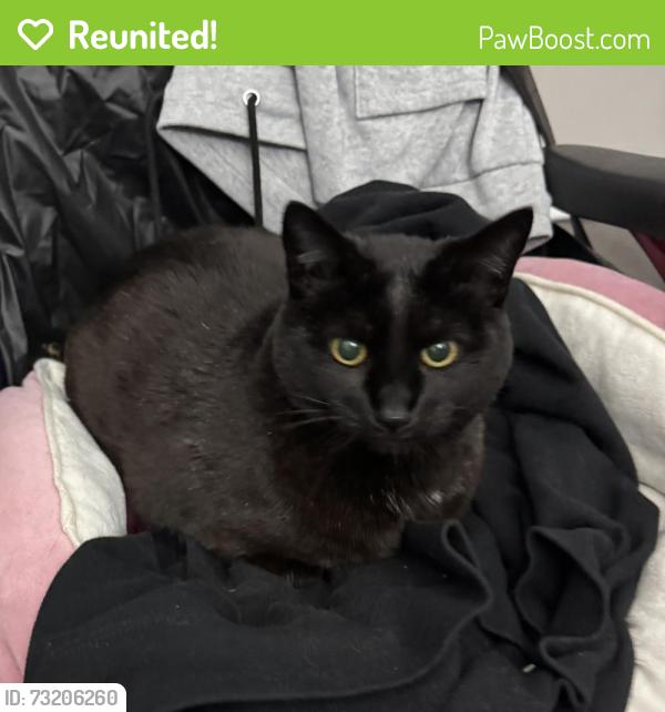 Reunited Female Cat last seen The Cassidy at Western Hills apmts, Fort Worth, TX 76116