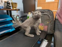 Shelter Stray Female Cat last seen Near Clyde Drive, Chamblee 30341, 30341, GA, 3280 Chamblee Dunwoody Rd, Chamblee, GA 30341, USA