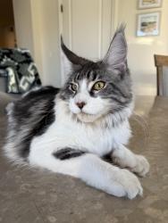 Lost Male Cat last seen Ortez and Twin Peaks, Poway, CA 92064