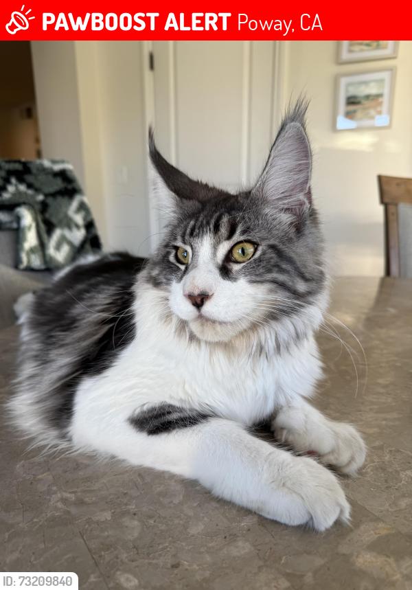Lost Male Cat last seen Ortez and Twin Peaks, Poway, CA 92064