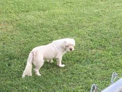 Found/Stray Unknown Dog last seen Western Ave, San Bernardino, CA 92411