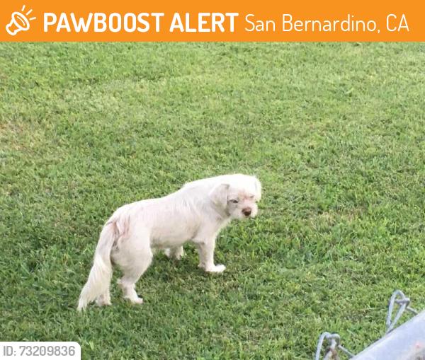 Found/Stray Unknown Dog last seen Western Ave, San Bernardino, CA 92411