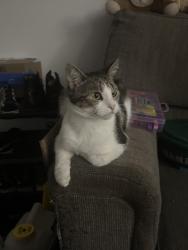 Reunited Female Cat last seen Adar apmts, Stone Mountain, GA 30083