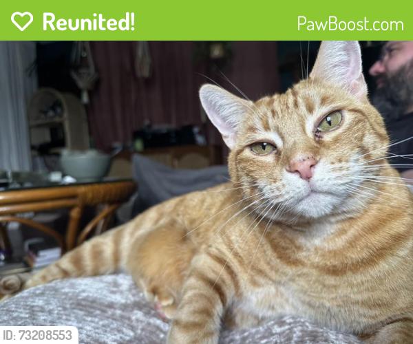 Reunited Male Cat last seen 17/juanipero, Long Beach, CA 90804