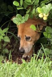 Found/Stray Unknown Dog last seen Across the street from neurobehavioral hosp/ food warehouse. In the bushes. Ran to the left (if you’re looking at bushes) all the way down the where there’s a forest and lake, Boynton Beach, FL 33426