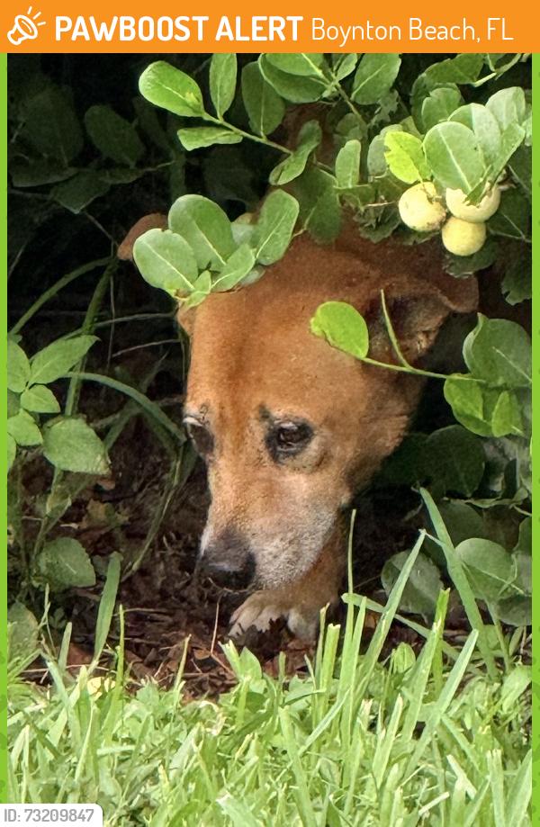 Found/Stray Unknown Dog last seen Across the street from neurobehavioral hosp/ food warehouse. In the bushes. Ran to the left (if you’re looking at bushes) all the way down the where there’s a forest and lake, Boynton Beach, FL 33426