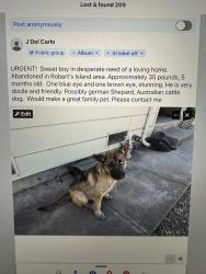Found/Stray Male Dog last seen Highway 4, Stockton, CA 95202
