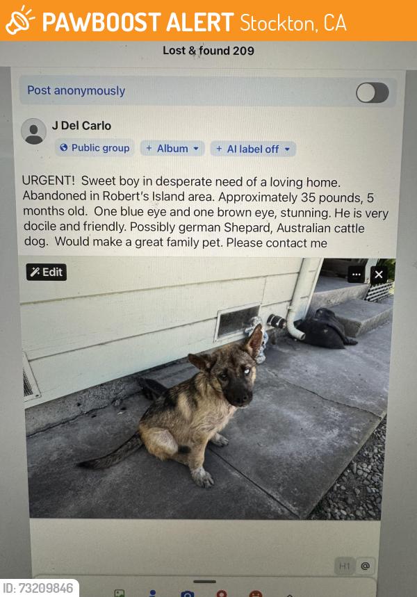 Found/Stray Male Dog last seen Highway 4, Stockton, CA 95202