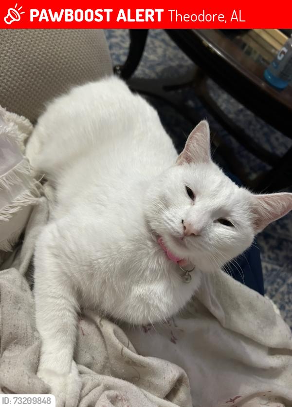 Lost Female Cat last seen Carol Plantation & Old Pascagoula, Theodore, AL 36582