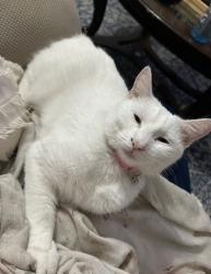 Lost Female Cat last seen Carol Plantation & Old Pascagoula, Theodore, AL 36582