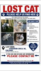 Lost Female Cat last seen Covewood circle NE, Calgary, AB 