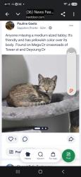 Found/Stray Female Cat last seen Tower street, Duncan, SC 29334