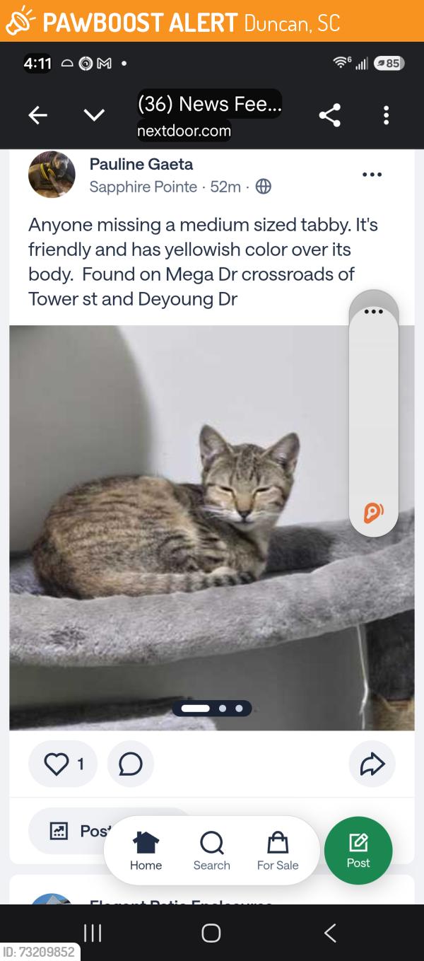 Found/Stray Female Cat last seen Tower street, Duncan, SC 29334