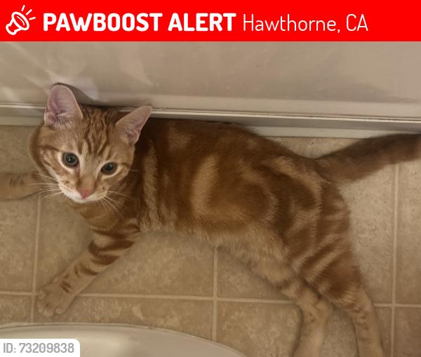 Lost Male Cat last seen 120th street and York avenue, Hawthorne, CA 90250