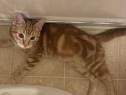 Lost Male Cat last seen 120th street and York avenue, Hawthorne, CA 90250