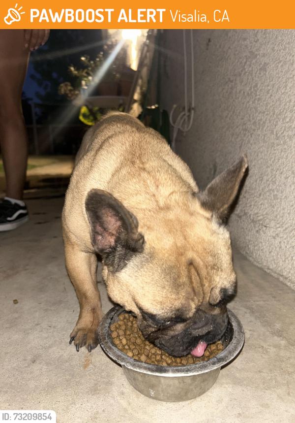 Found/Stray Female Dog last seen Winco, Visalia, CA 93277
