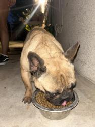 Found/Stray Female Dog last seen Winco, Visalia, CA 93277