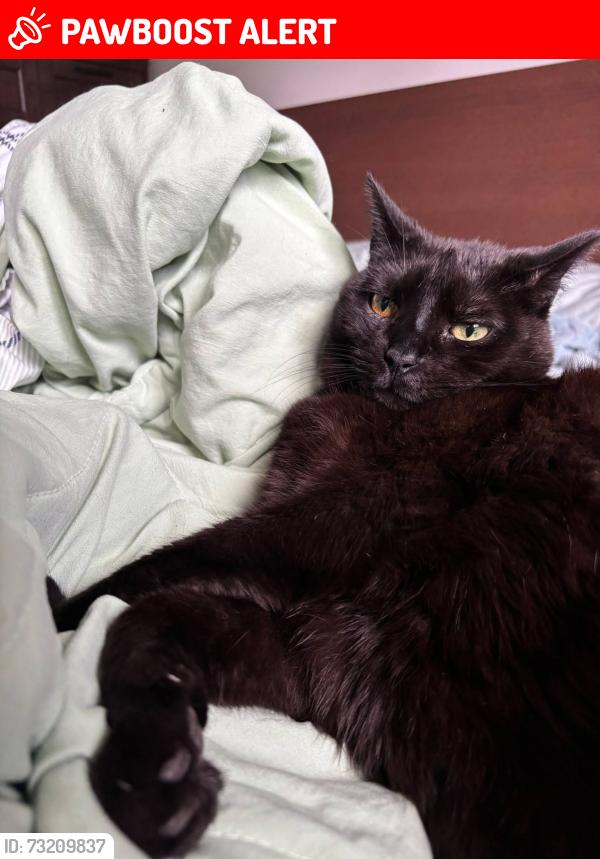 Lost Female Cat last seen Hermitage Park, Pointe-Claire, QC H9R 5A9